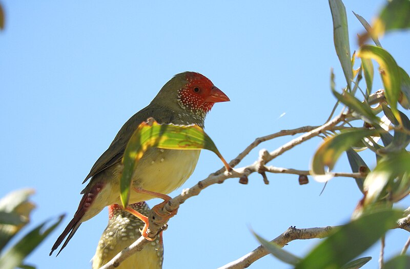 Star Finch Care Guide: Personality, Diet, Lifespan, Costs & More