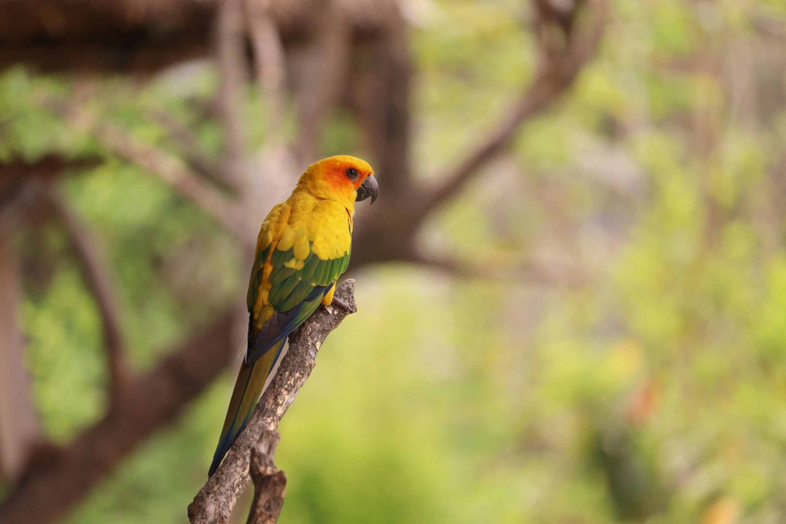 Conure Care Guide: Costs, Temperament, Lifespan & Everything You Need to Know