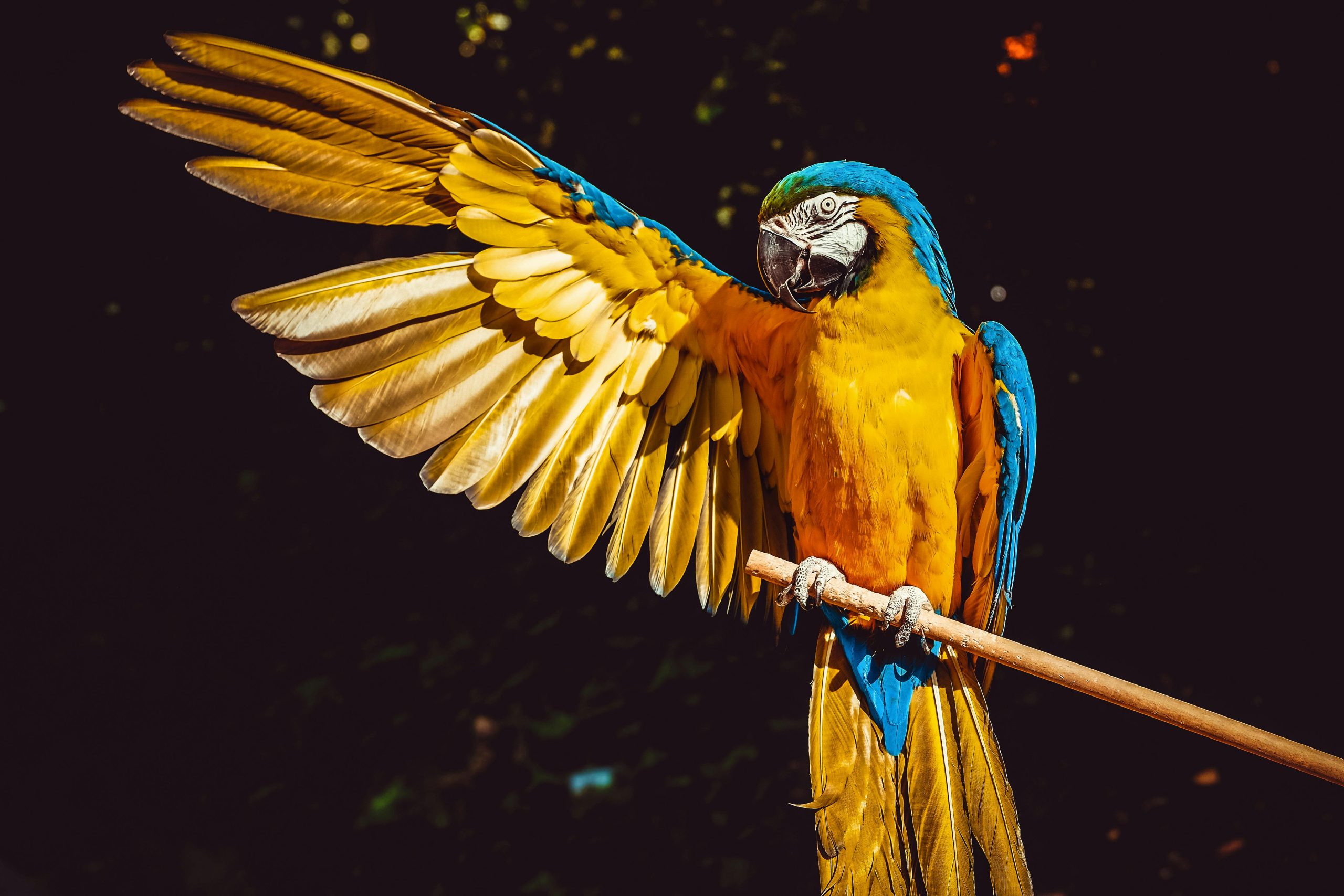 Macaw Parrot Care Guide: Costs, Lifespan, Temperament & Complete Ownership Review
