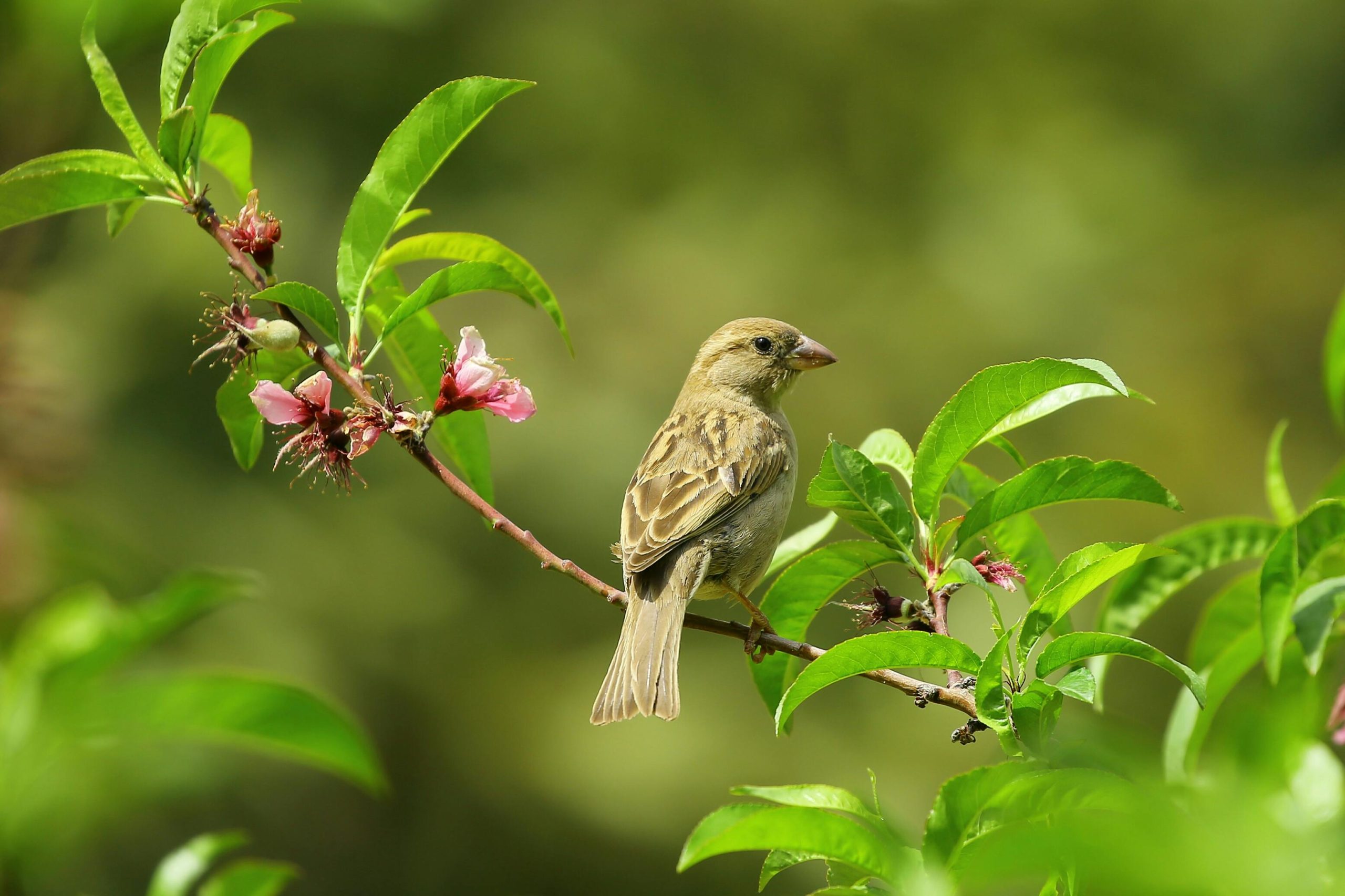 Sparrow Care Guide: Feeding, Raising & Keeping Sparrows as Pets