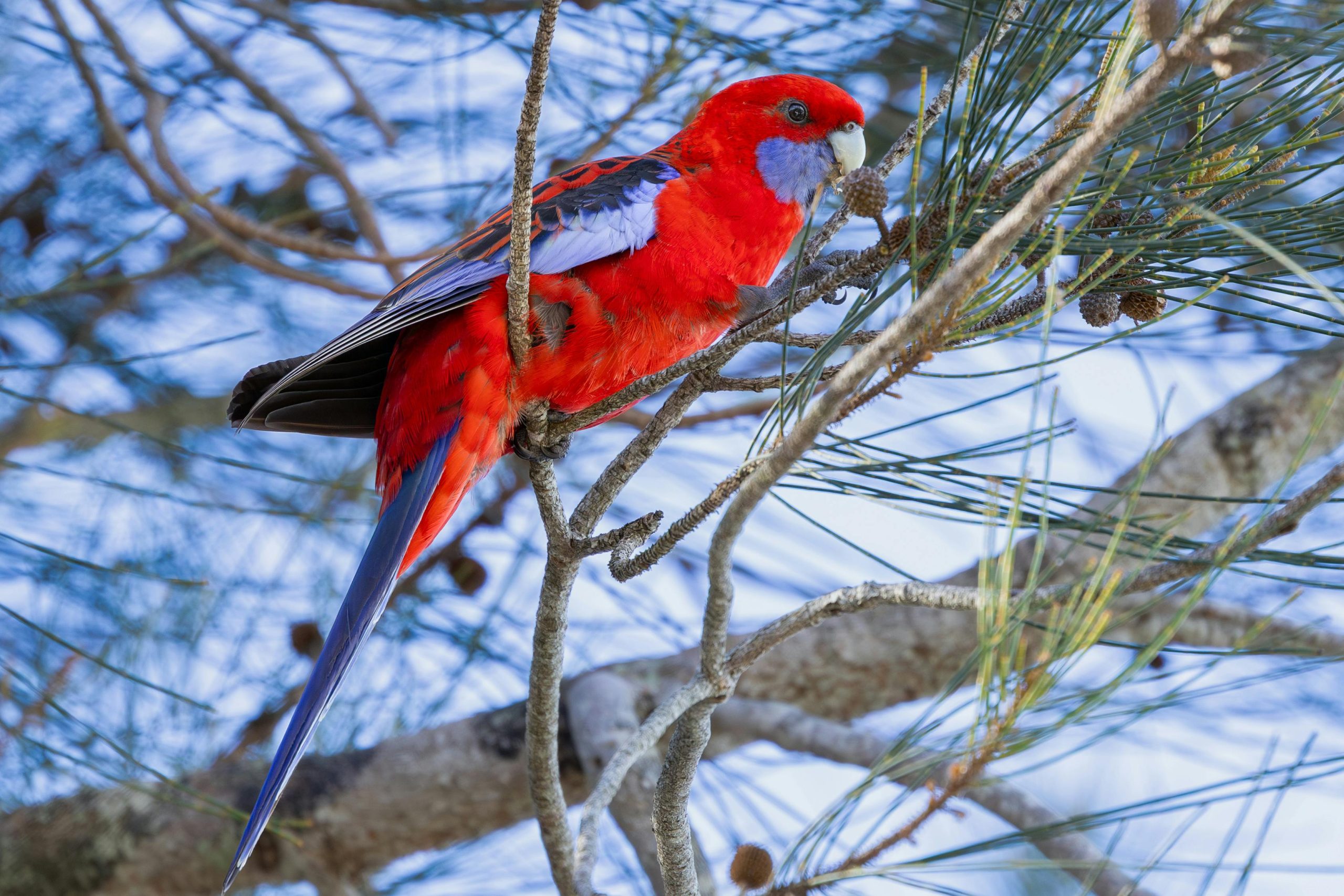 Rosella Parrot Care Guide: Everything You Need to Know About These Colorful Birds