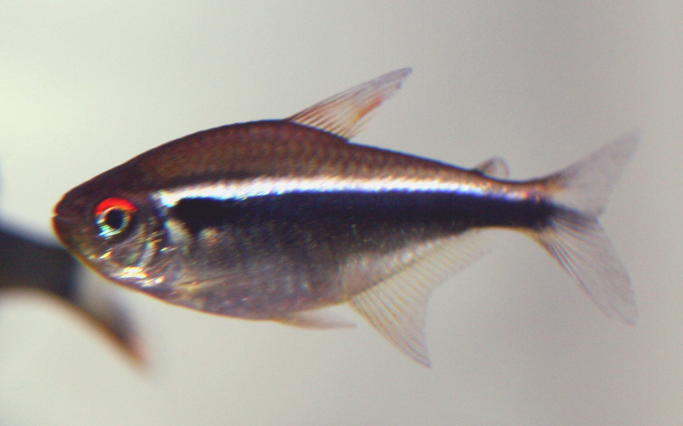 Tetra Fish Care Guide: Everything You Need to Know About These Colorful Community Fish