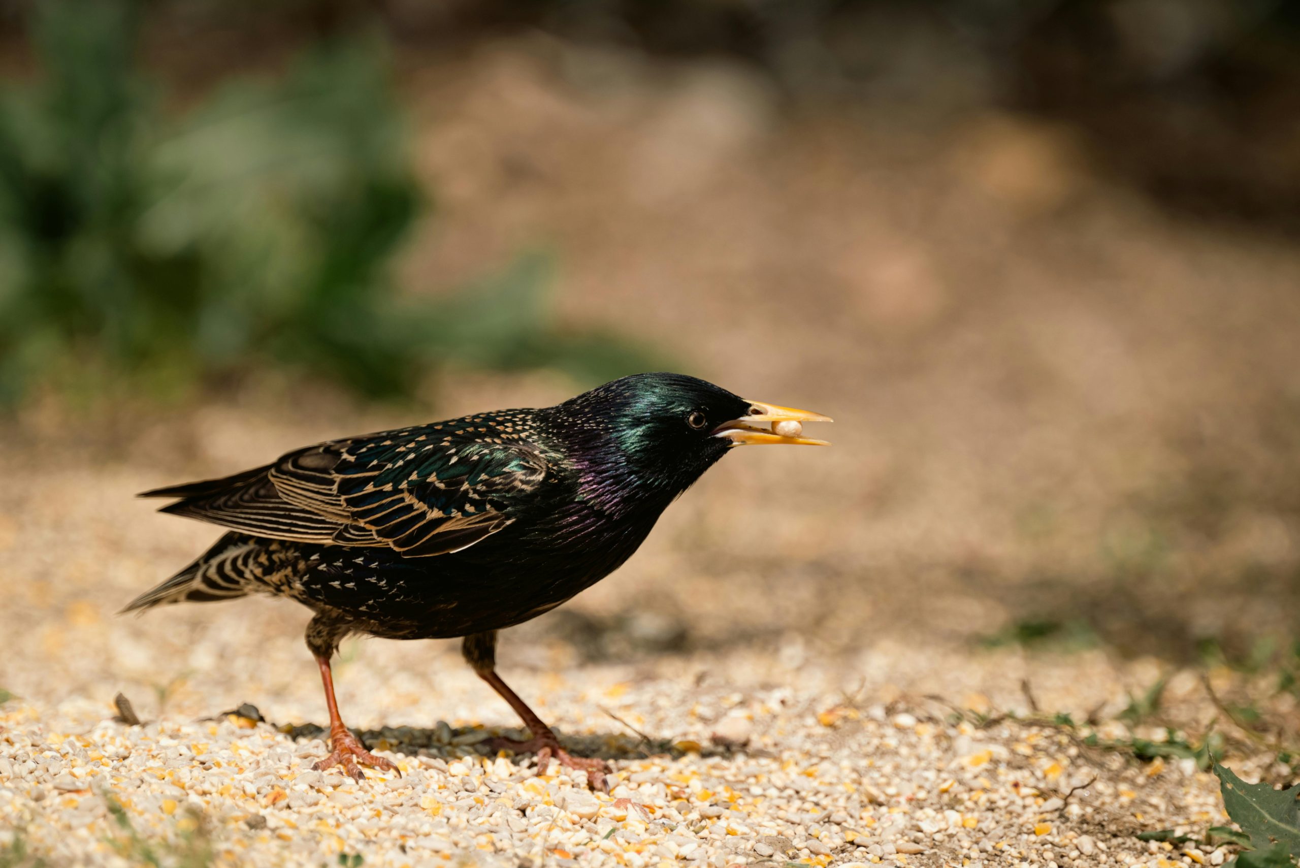 Starling Care Guide: Diet, Behavior, Lifespan, Costs & Pet Ownership Tips