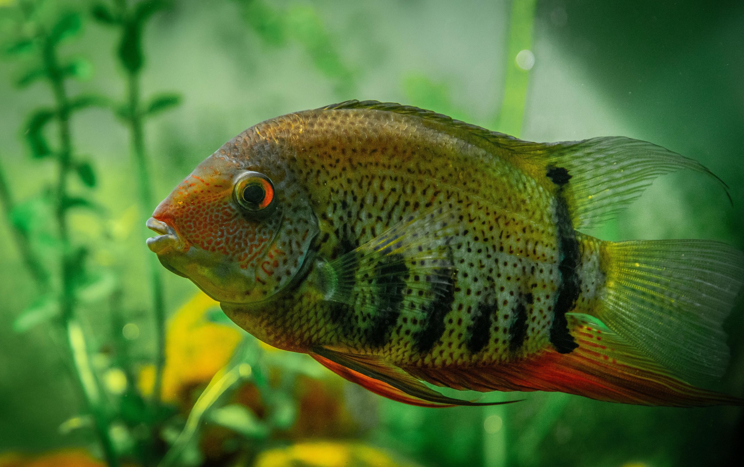 Cichlid Fish Care: Tank Setup, Diet, Types & Complete Beginner Guide