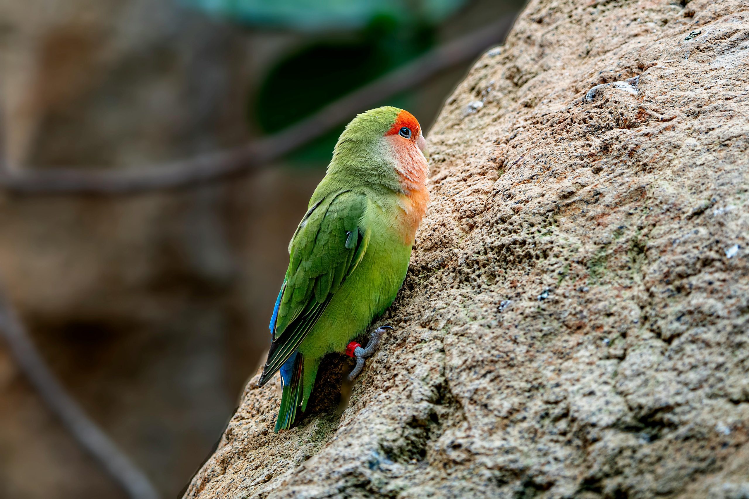 Are Lovebirds Good Pets? Complete Care, Costs & Temperament Guide