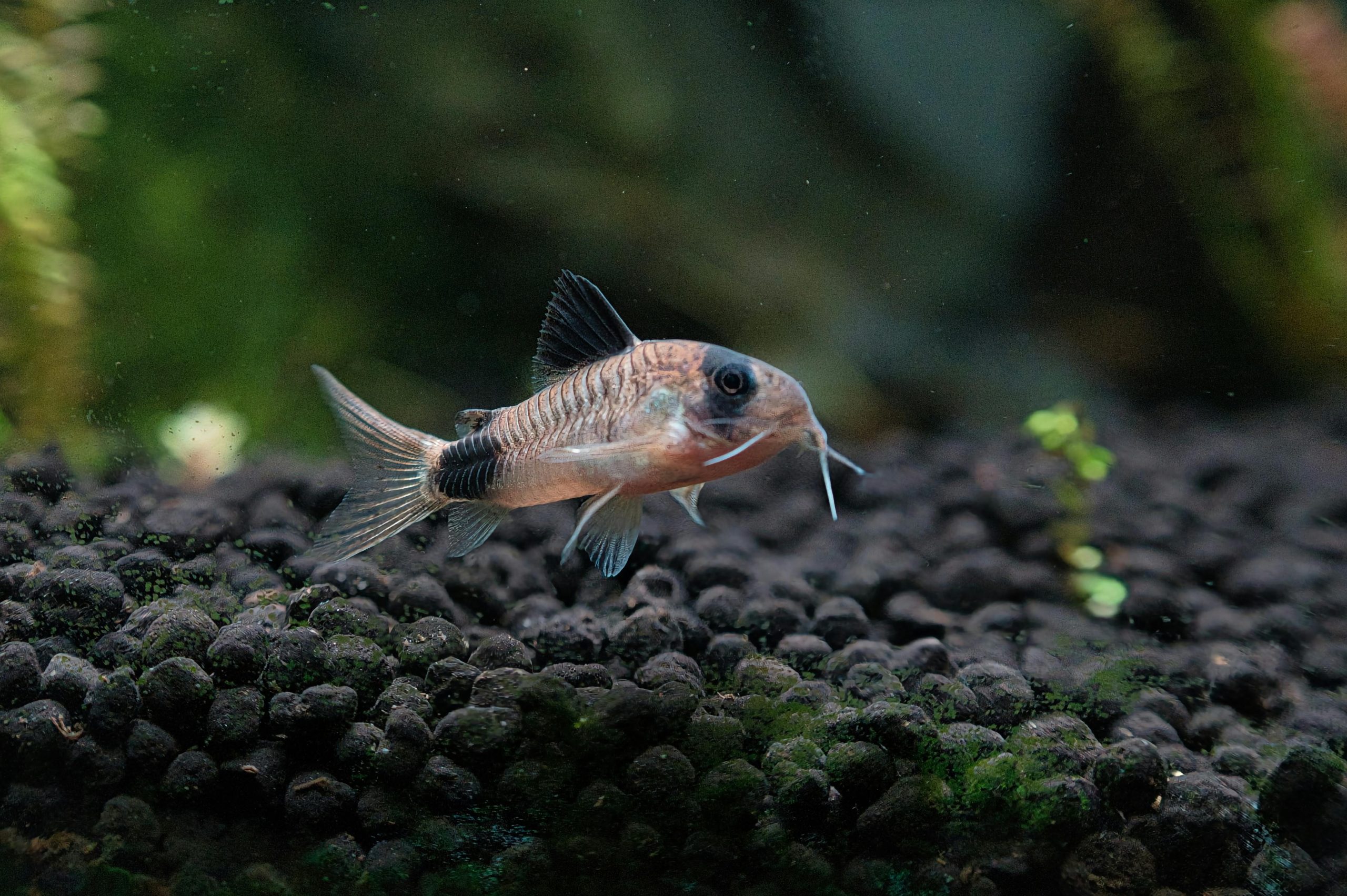 Corydoras Catfish Care Guide: Tank Setup, Diet, and Best Species for Beginners