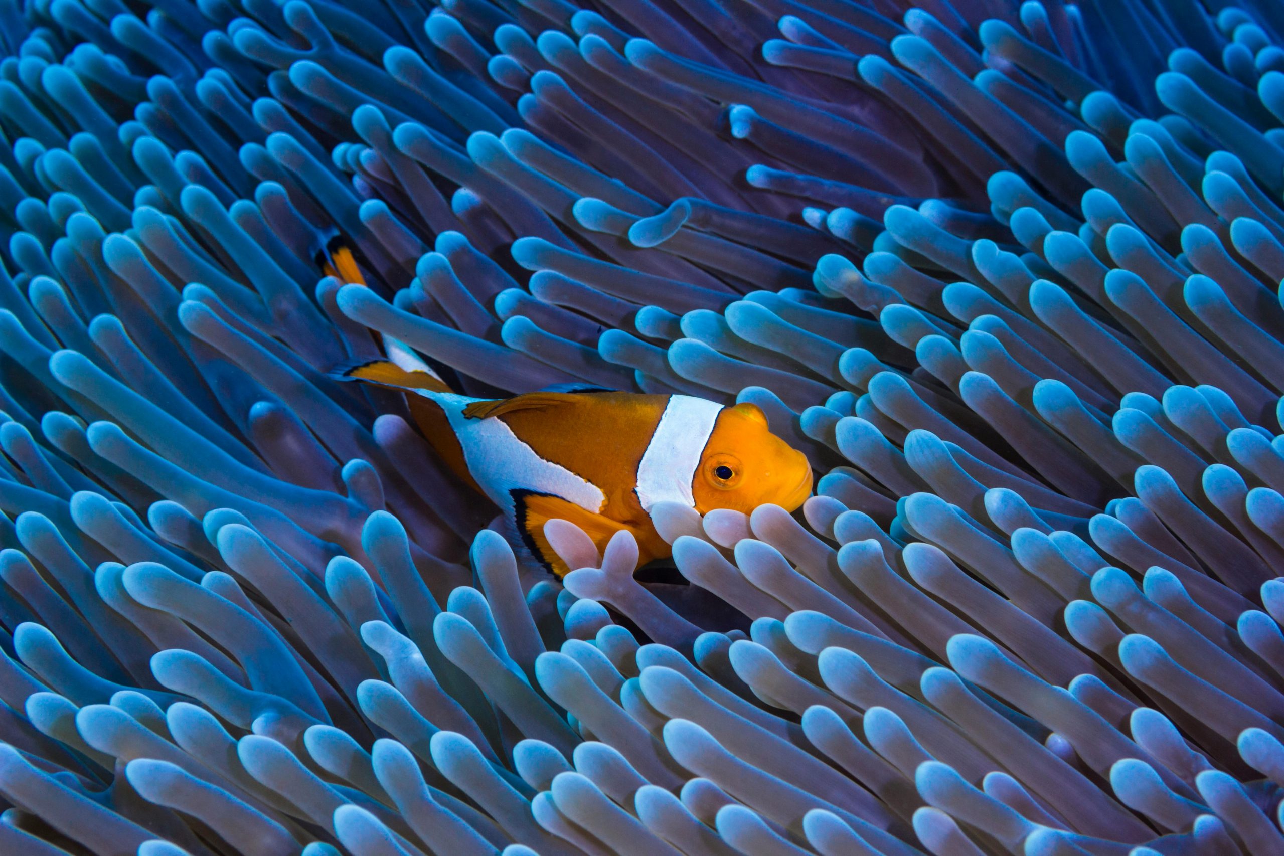 Clownfish Care Guide: Tank Setup, Diet, Costs & Everything You Need to Know