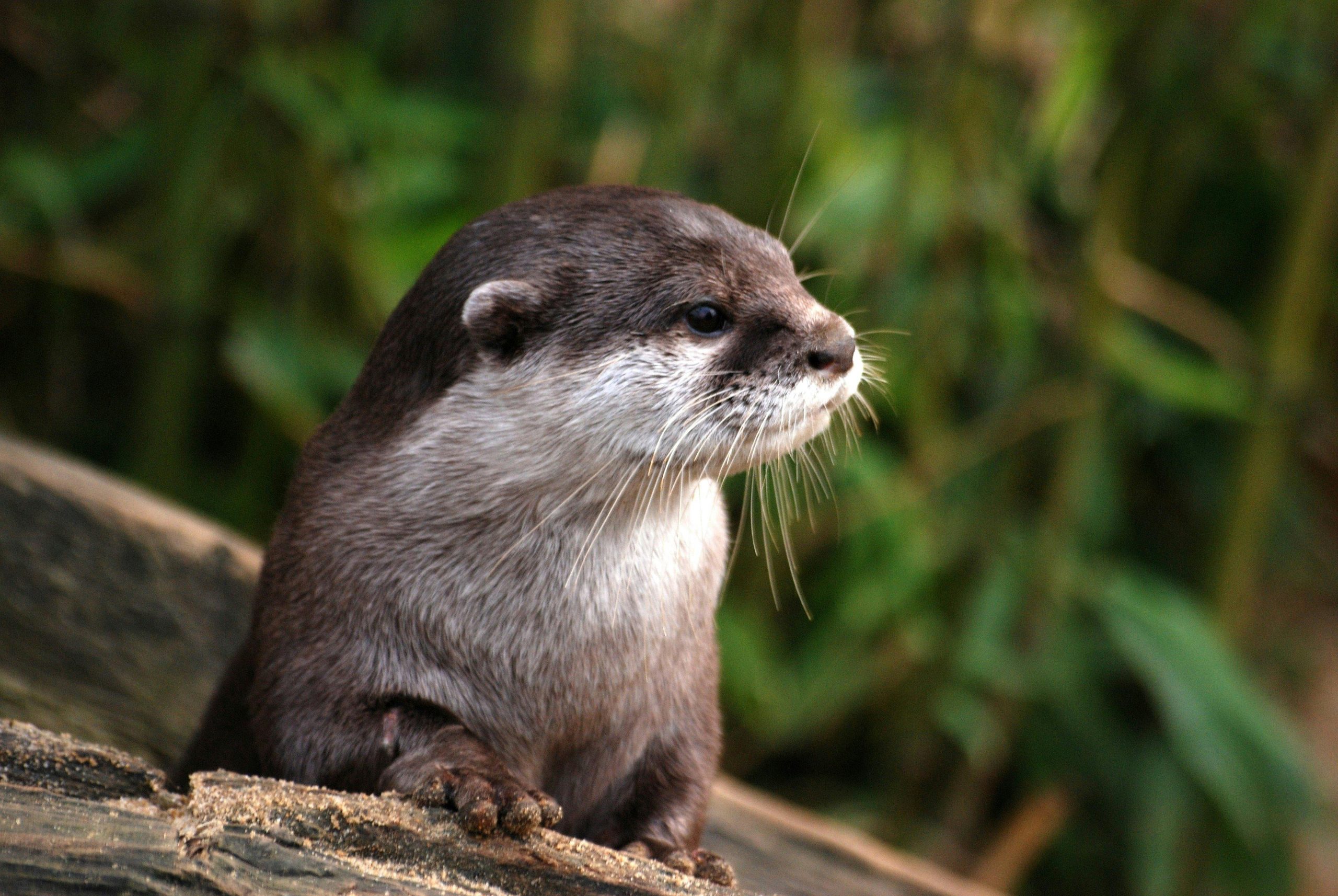 Otter as a Pet: Complete Care Guide, Costs, Legalities & Why They’re Not for Everyone