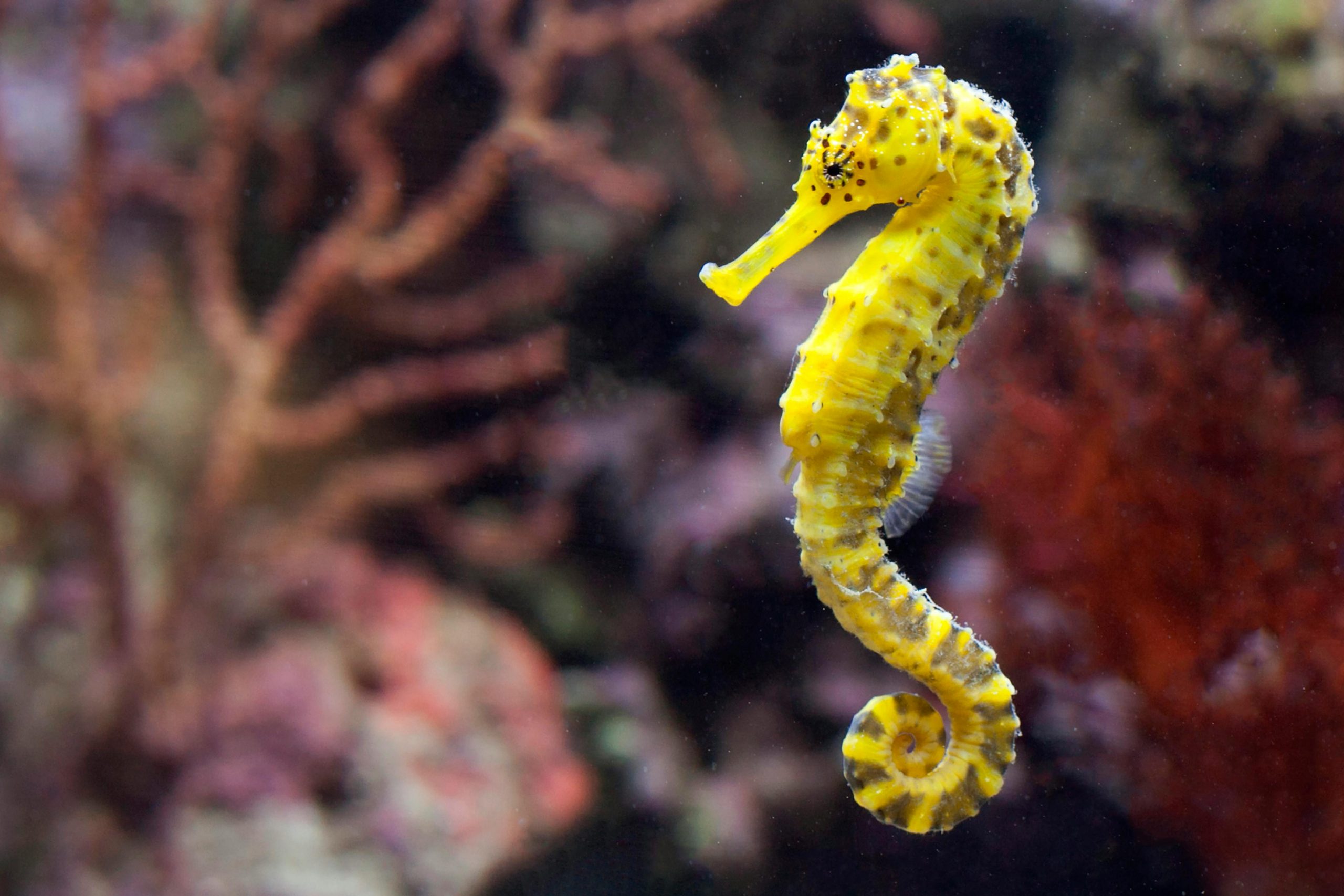 Seahorse Care Guide: Everything You Need to Know About Keeping Seahorses as Pets (Tank Setup, Diet & Costs)