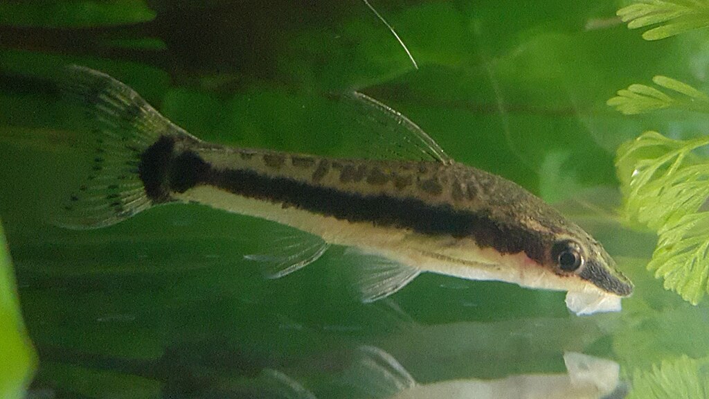 Otocinclus Catfish Care Guide: The Best Algae Eater for Clean and Healthy Aquariums
