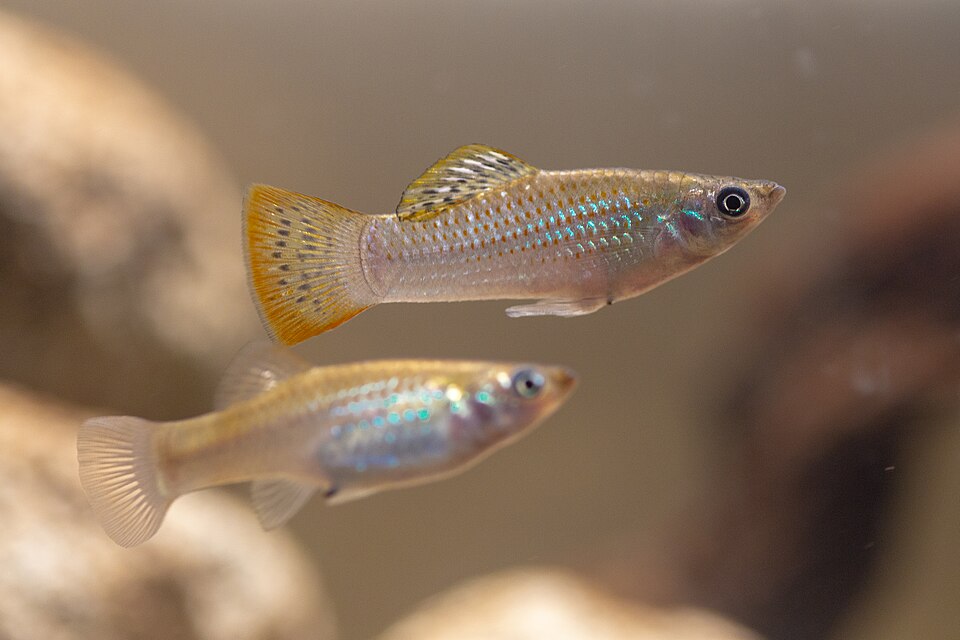 Molly Fish Care: The Ultimate Guide for a Healthy Aquarium