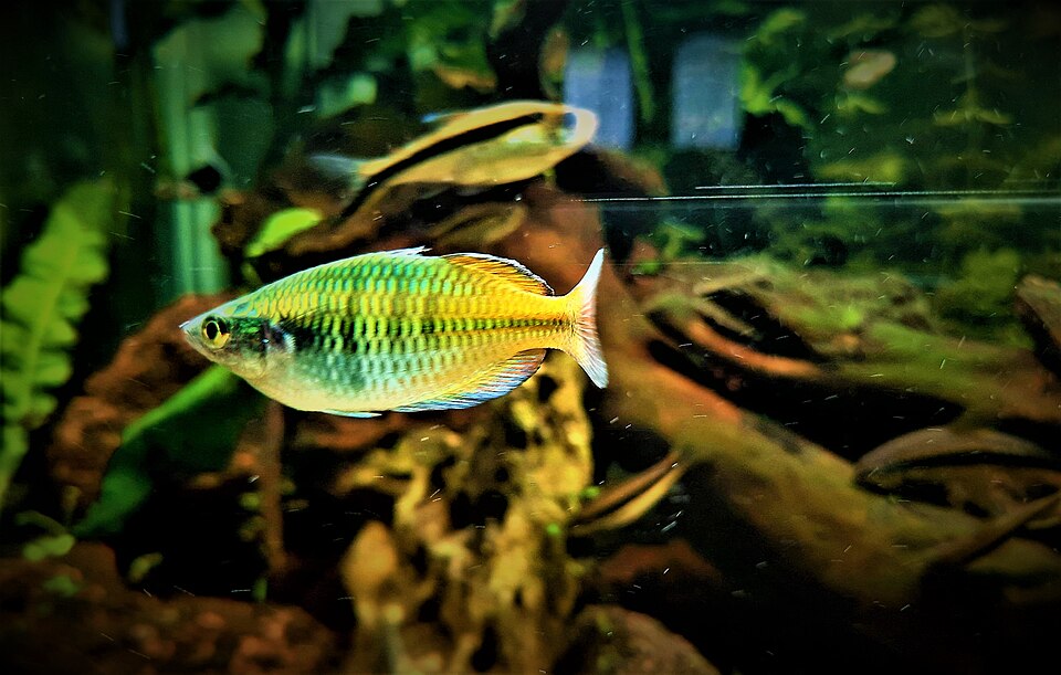 Rainbowfish Care Guide: Species Review, Tank Setup & Lifespan