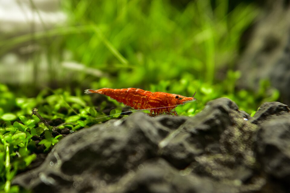 Dwarf Shrimp Care Guide: Setup, Breeding, and Tips for a Thriving Colony