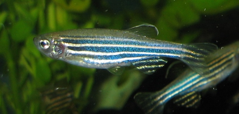 Zebrafish Care Guide: The Complete Review for a Healthy, Active Aquarium