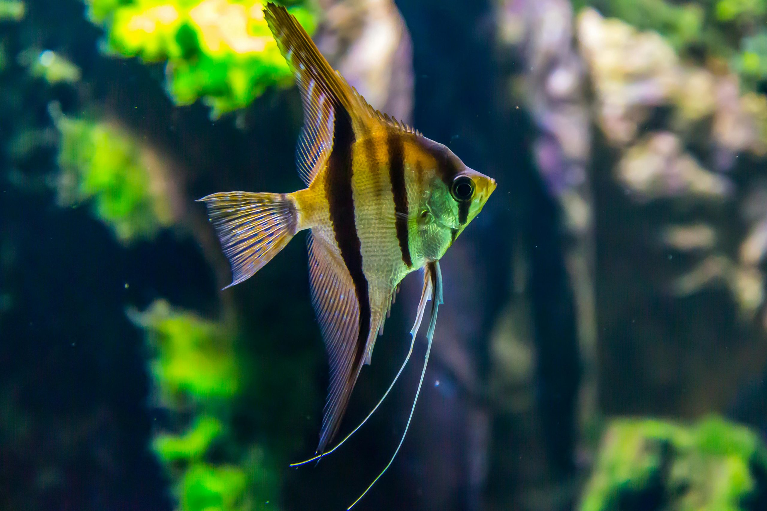 Freshwater Angelfish Care Guide: The Complete Review for Aquarists