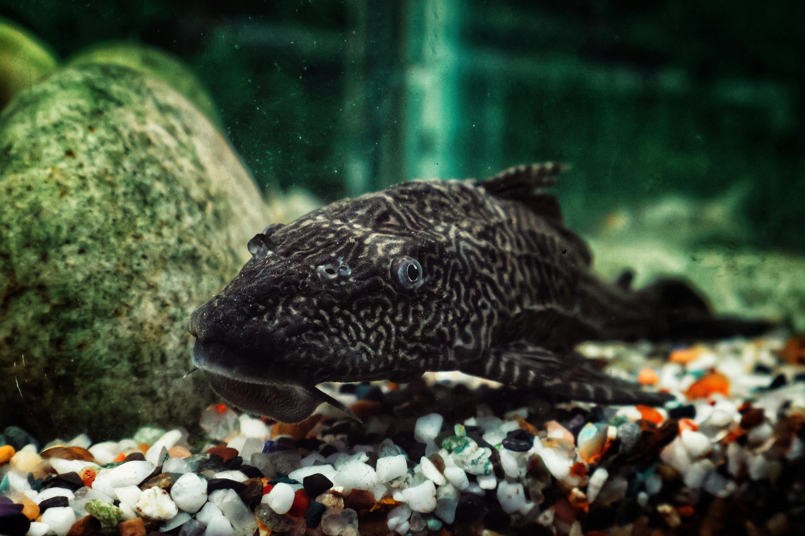 Pleco Care Guide: What You Need to Know Before You Buy This “Cleaner Fish”