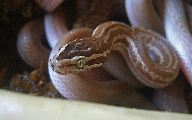 The Ultimate Cape House Snake Care Guide: Is This the Best Pet Snake in the World?
