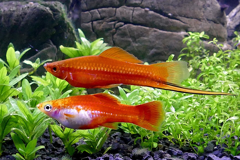 Swordtail Fish Care Guide: Tank Setup, Feeding, Breeding & More