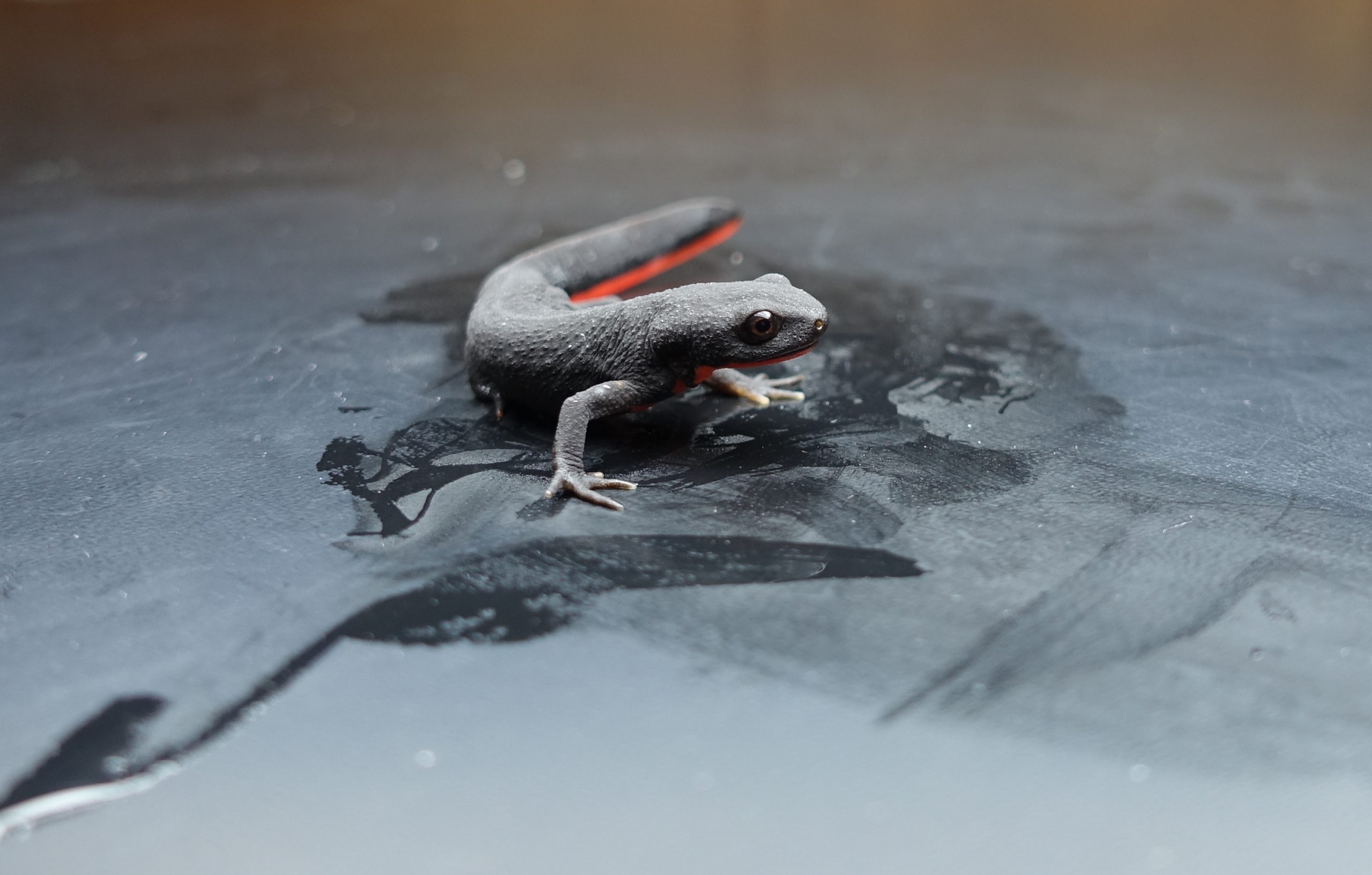 Is a Fire Belly Newt a Good Pet? Care Guide, Costs & What to Expect