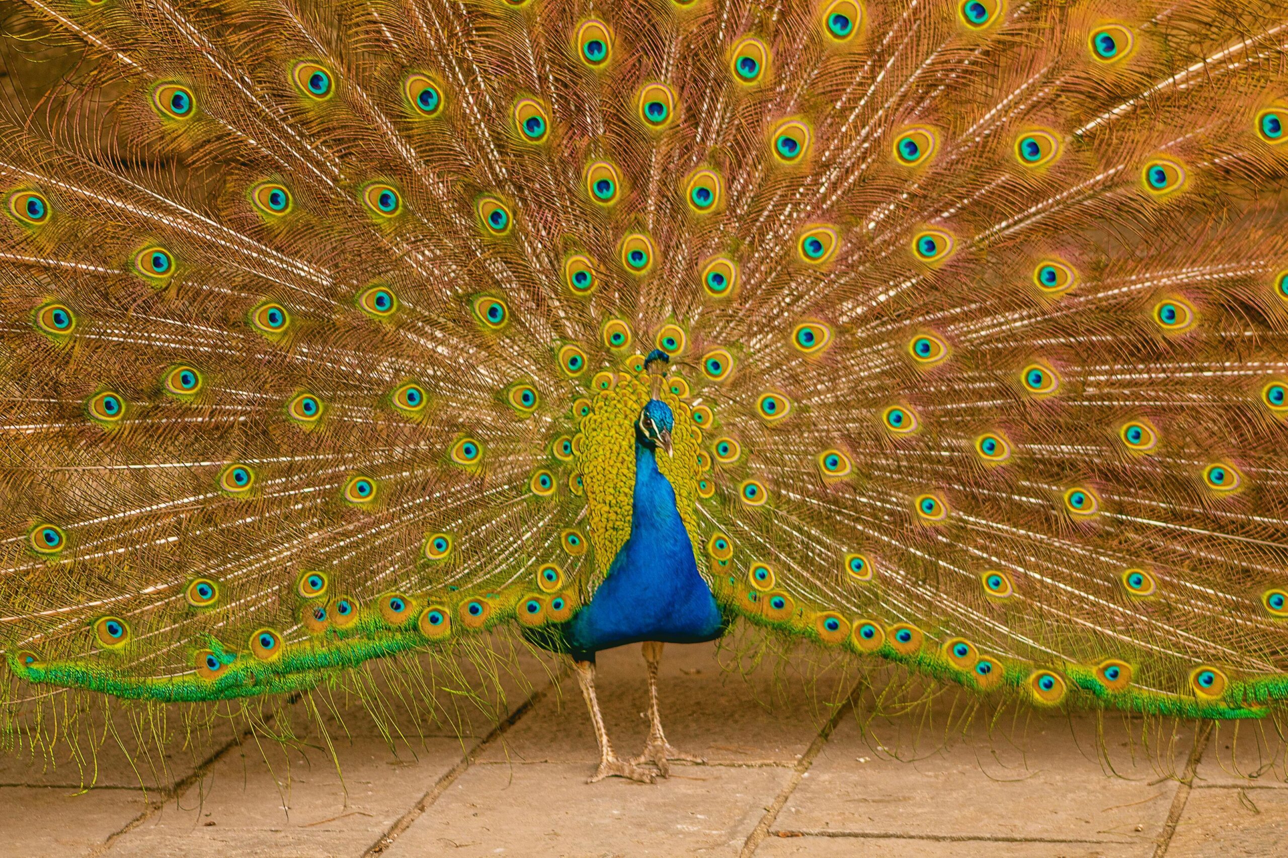The Ultimate Guide to Keeping Peafowl: Care, Cost, and the Reality of Raising Peacocks