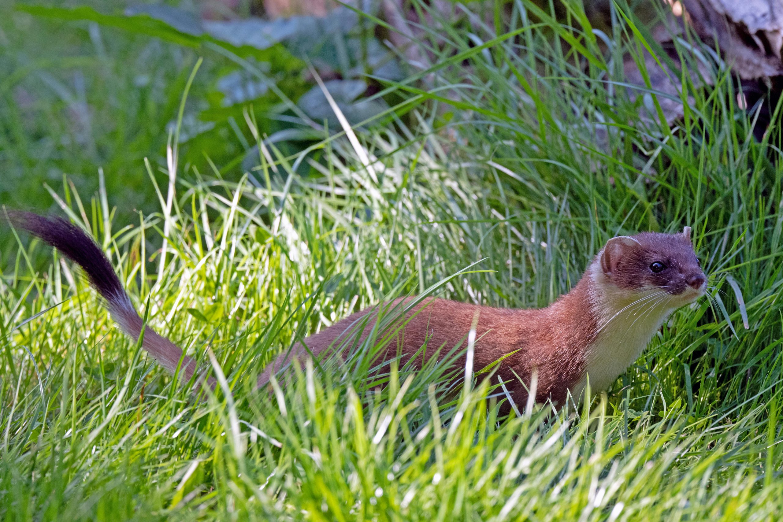 Is a Stoat a Good Pet? The Ultimate Stoat Care Guide, Costs & Facts