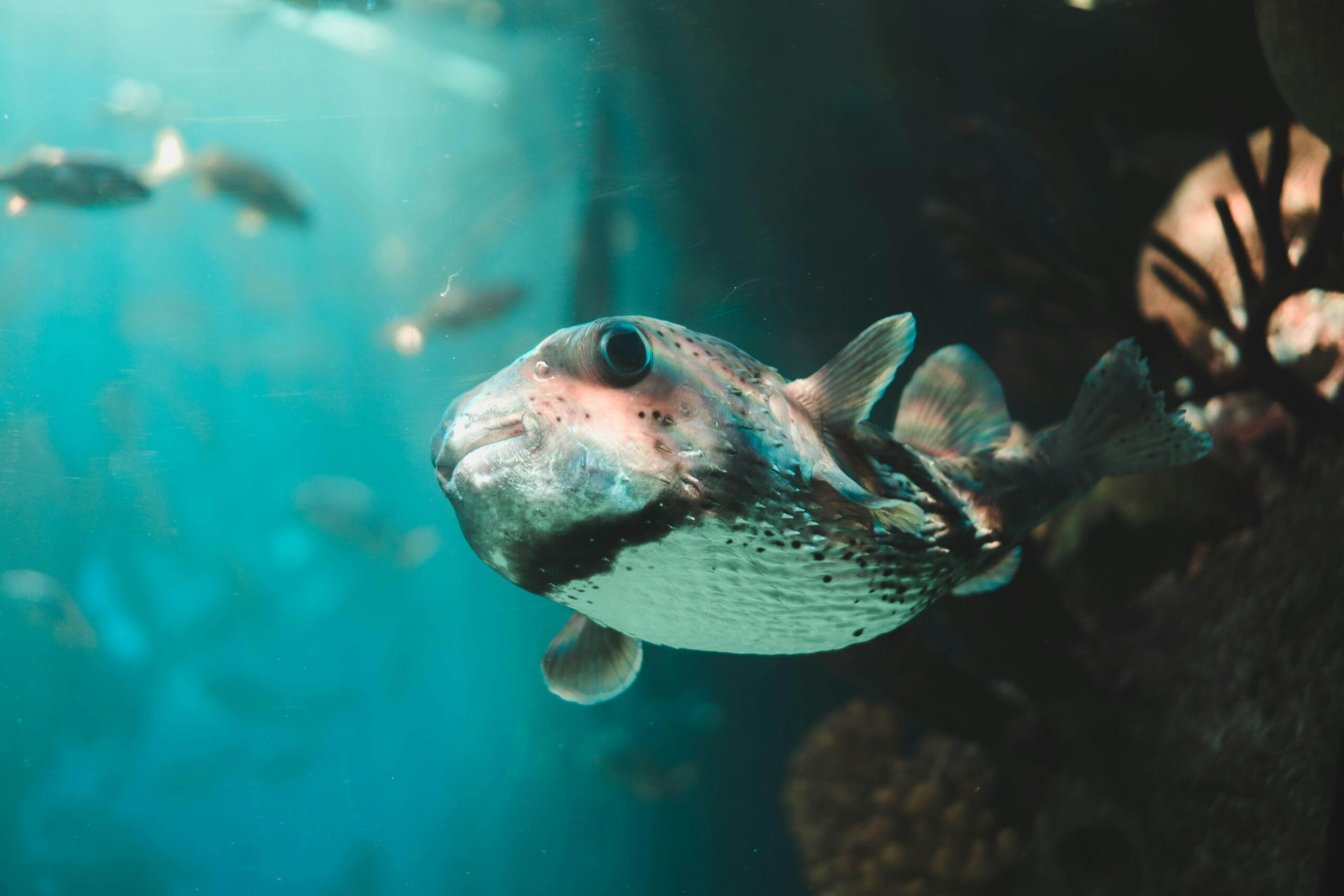 Puffer Fish Care Guide: Types, Tank Setup, Feeding & Costs