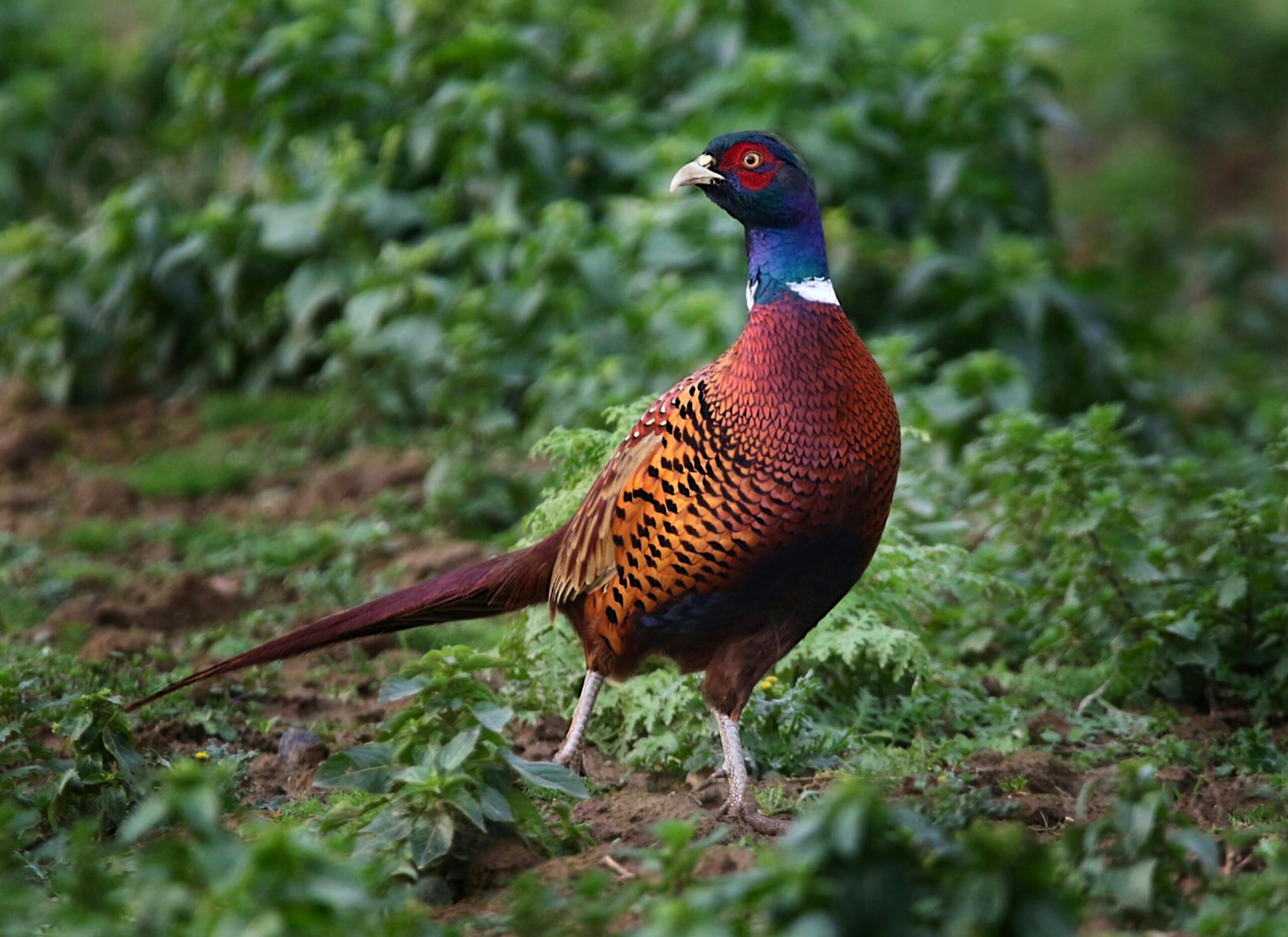 How to Raise Pheasants: The Ultimate Care Guide for Beginners (Costs, Housing & More)