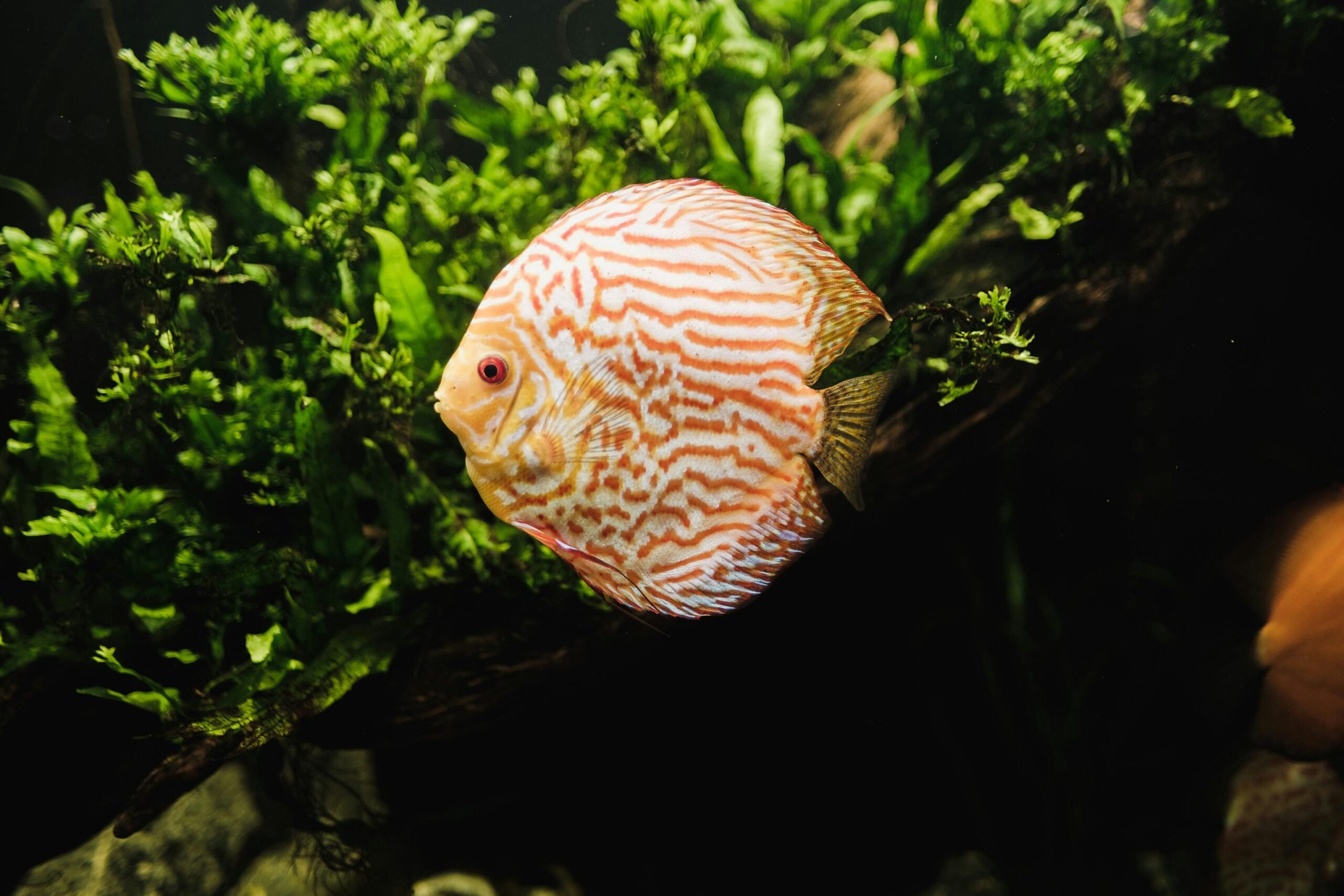 How to Keep Discus Fish: Full Care Guide, Costs, Tank Setup & More
