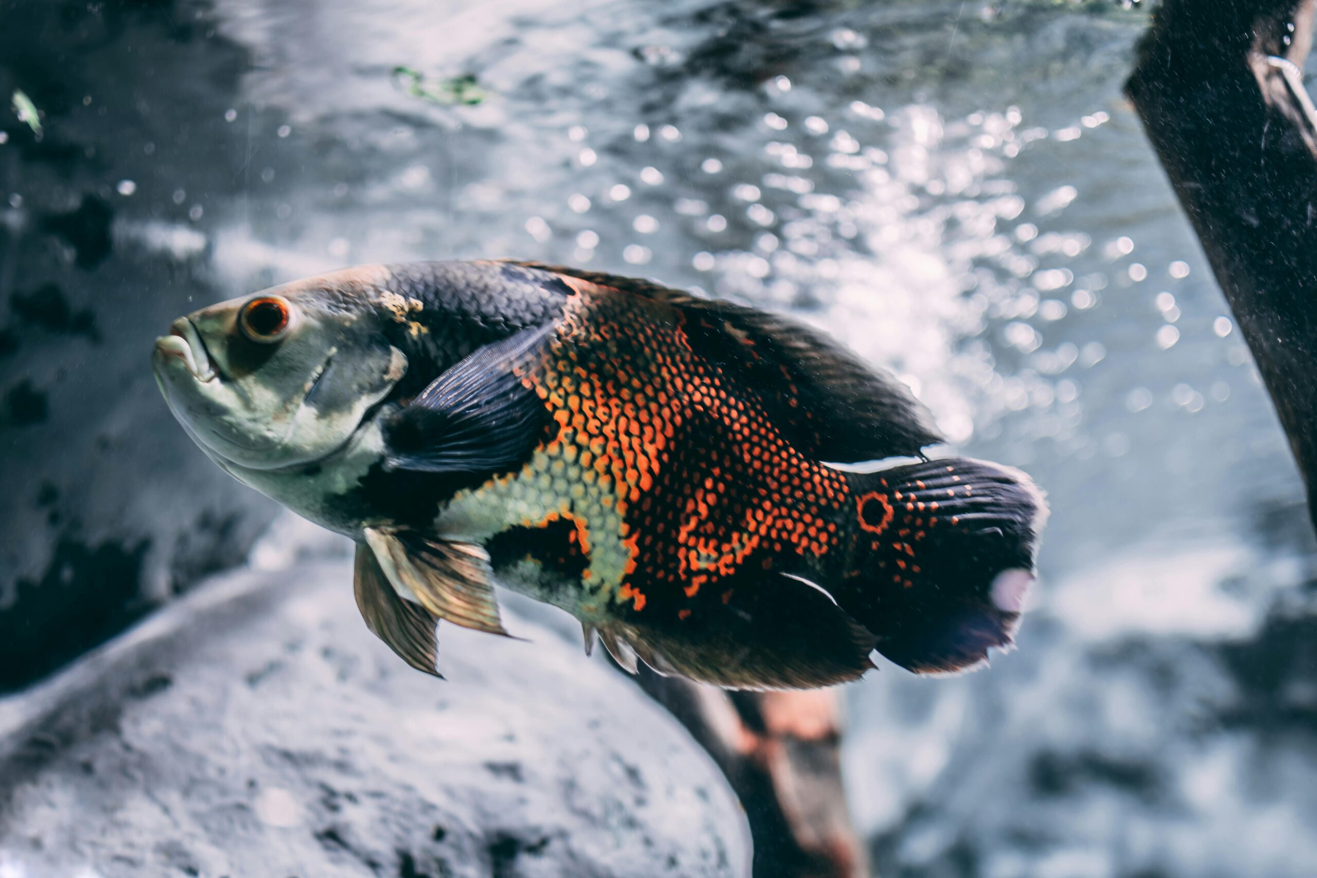 Oscar Fish 101: Care Guide, Tank Setup, Diet, Cost & More